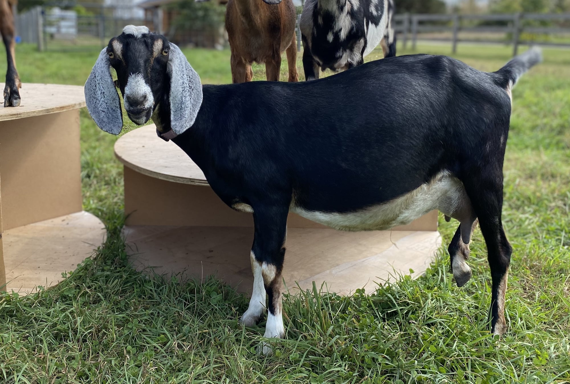 Havana on the farm
