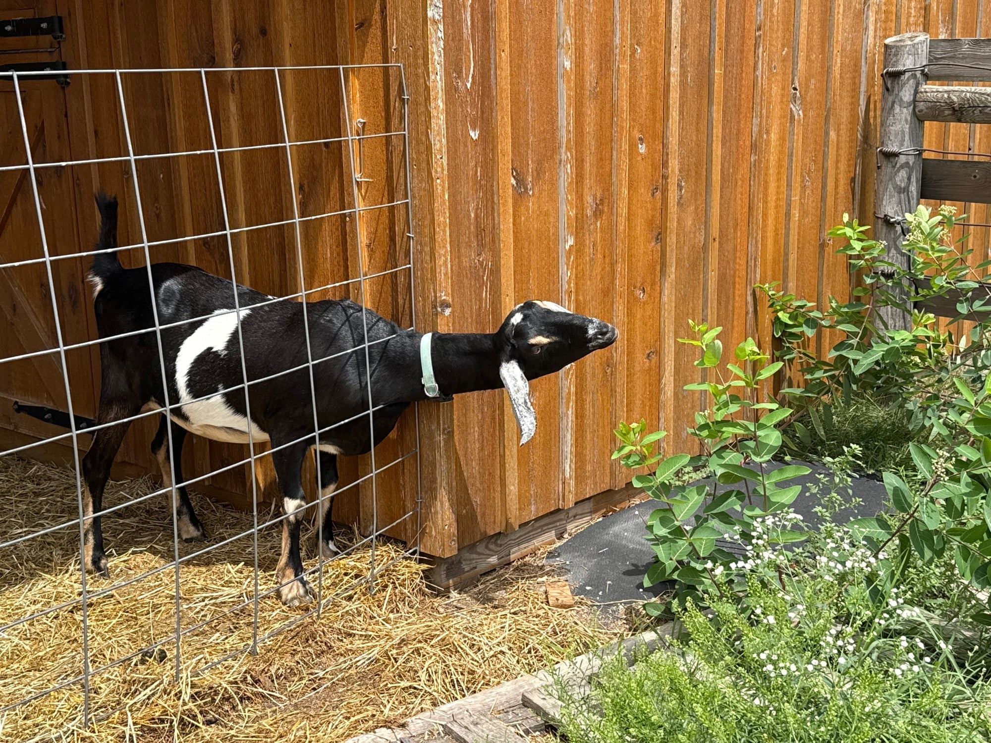Izzy on the farm