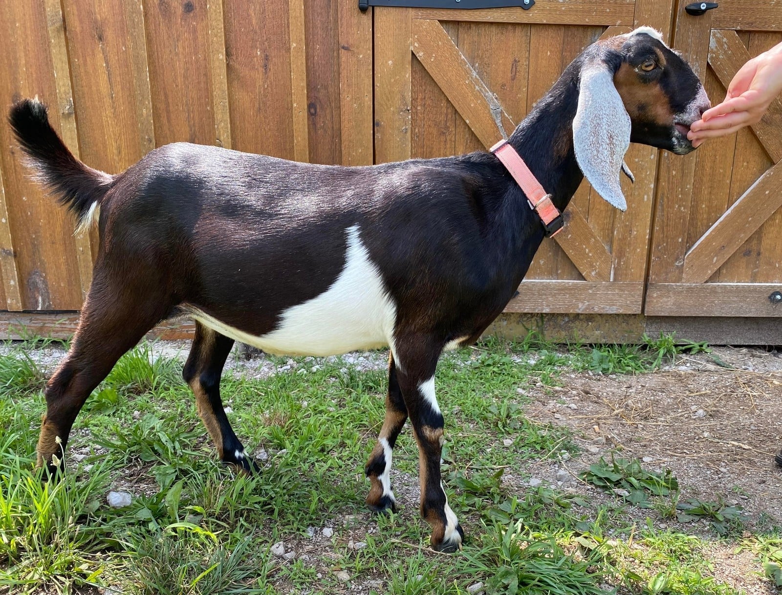 Val on the farm
